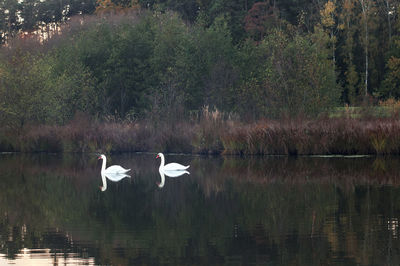 Swan floating on a lake