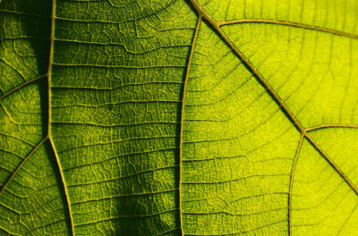 Macro shot of green leaves
