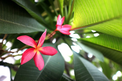 Close-up of pink flower