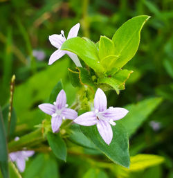 Close-up of purple flowering plant