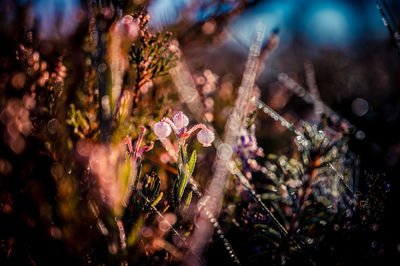 Close-up of pink flowering plant