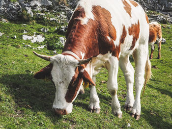 Cow in the slovenian alps
