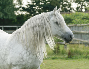 Side view of white horse on field