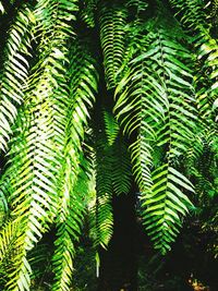 Close-up of tree