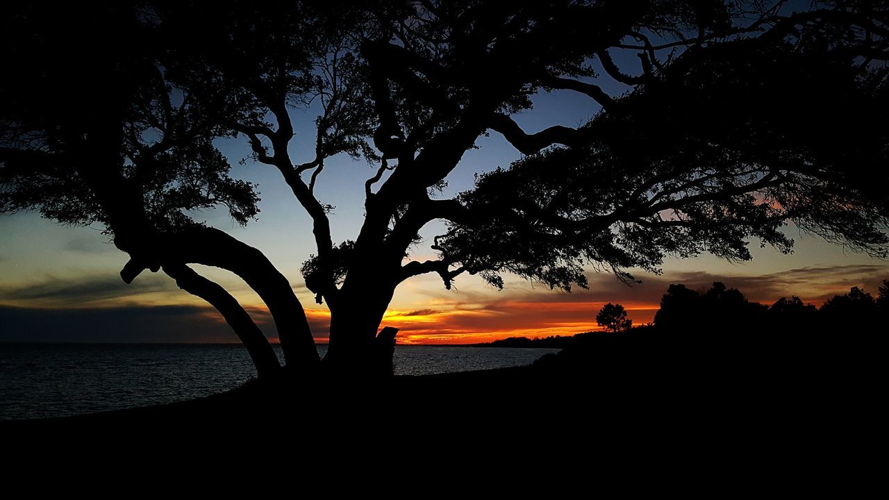 silhouette, sunset, tree, tranquil scene, scenics, tranquility, beauty in nature, sky, sea, nature, water, orange color, idyllic, branch, tree trunk, outline, horizon over water, outdoors, dusk, beach