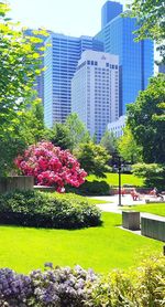 Flowering plants in park against buildings