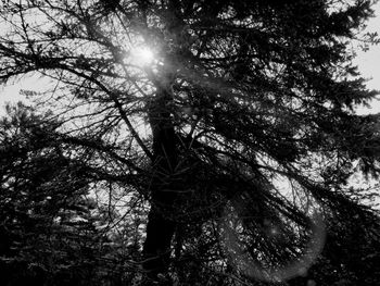 Low angle view of trees against sky