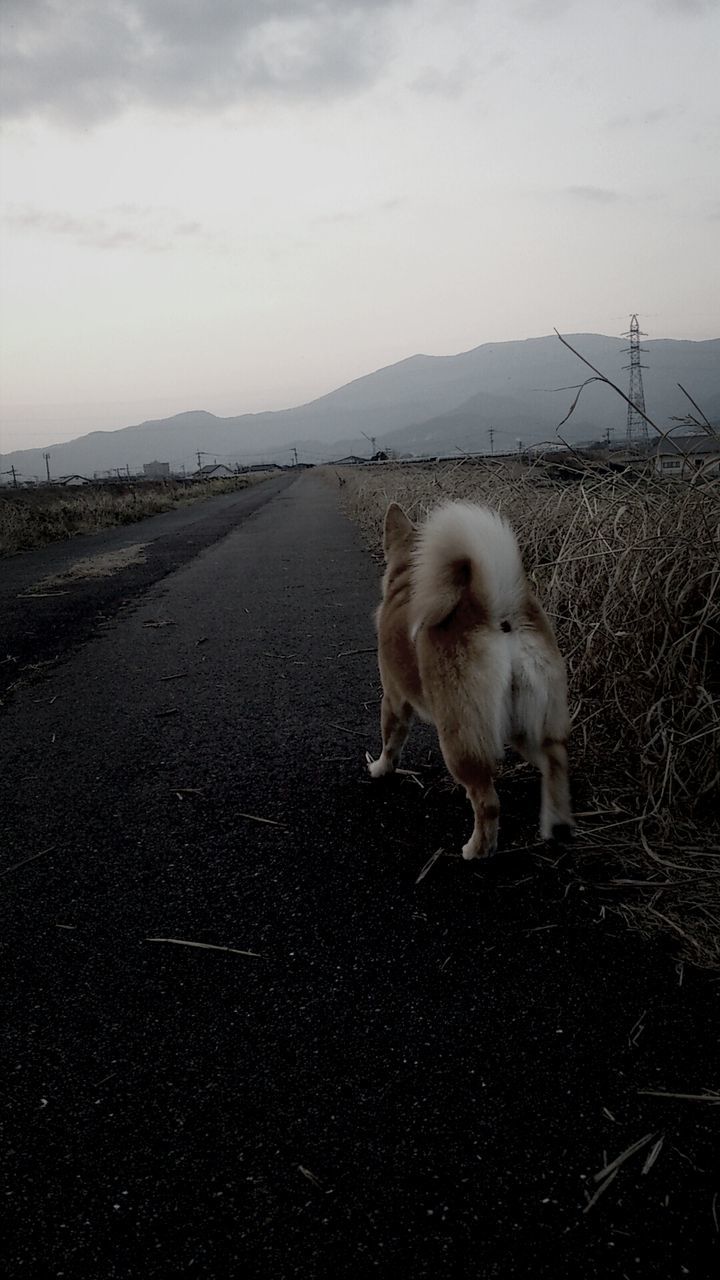 animal themes, domestic animals, mammal, one animal, pets, dog, sky, full length, field, white color, outdoors, sitting, nature, standing, road, no people, day, zoology, landscape, sheep