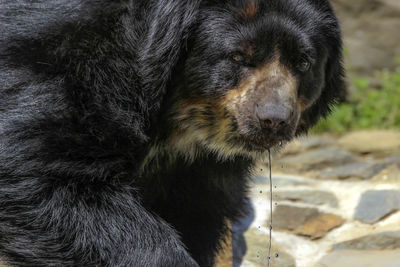 Close-up of dog looking away