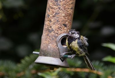 Close-up of bird perching on a feeder