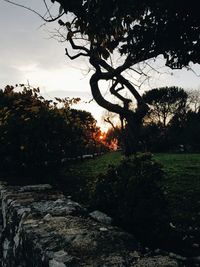 Silhouette trees on field against sky at sunset