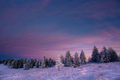 Pine trees on snowy field against sky during winter