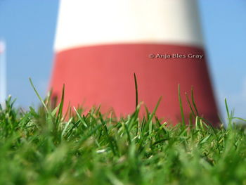 Close-up of grass