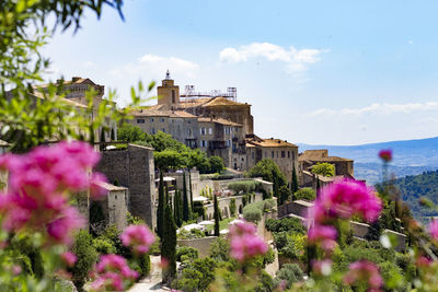 Pink flowering plants by building against sky