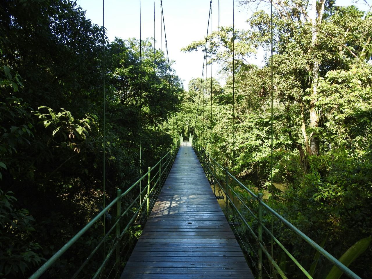 plant, tree, direction, the way forward, nature, connection, growth, forest, bridge, railing, day, green color, foliage, lush foliage, diminishing perspective, no people, footbridge, outdoors, beauty in nature, tranquility, bridge - man made structure