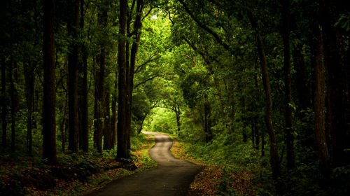 Dirt road amidst trees in forest