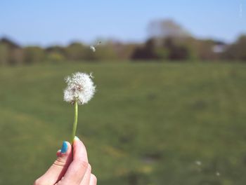 Woman hand holding dandelion flower on field