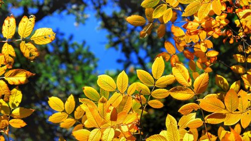 Close-up of yellow flowering plant against sky