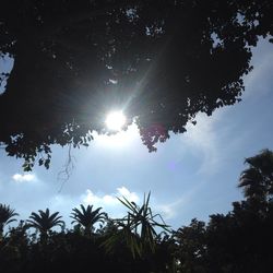 Low angle view of silhouette trees against sky