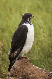 Close-up of bird perching on rock