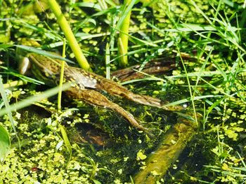 Close-up of insect on grass