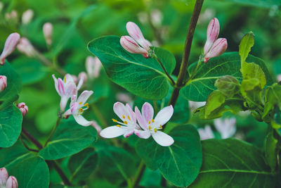 Close-up of pink flowering plant