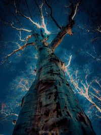 Low angle view of tree against blue sky