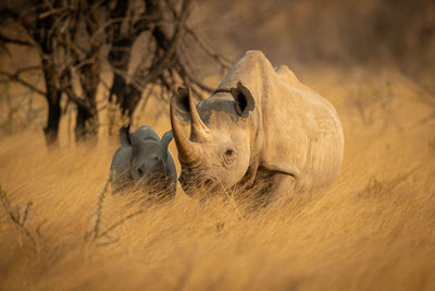 Baby black rhino in grass beside baby