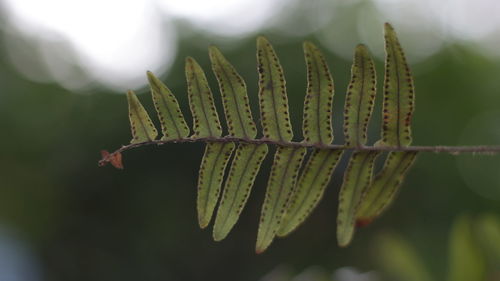 Close-up of leaves