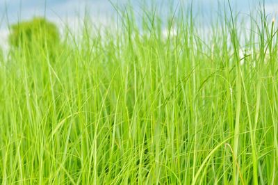 Close-up of fresh green grass in field