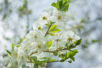 Close-up of white flowering plant against tree