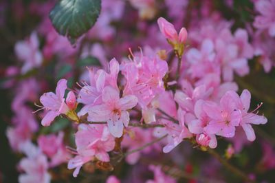 Close-up of pink flowers blooming outdoors