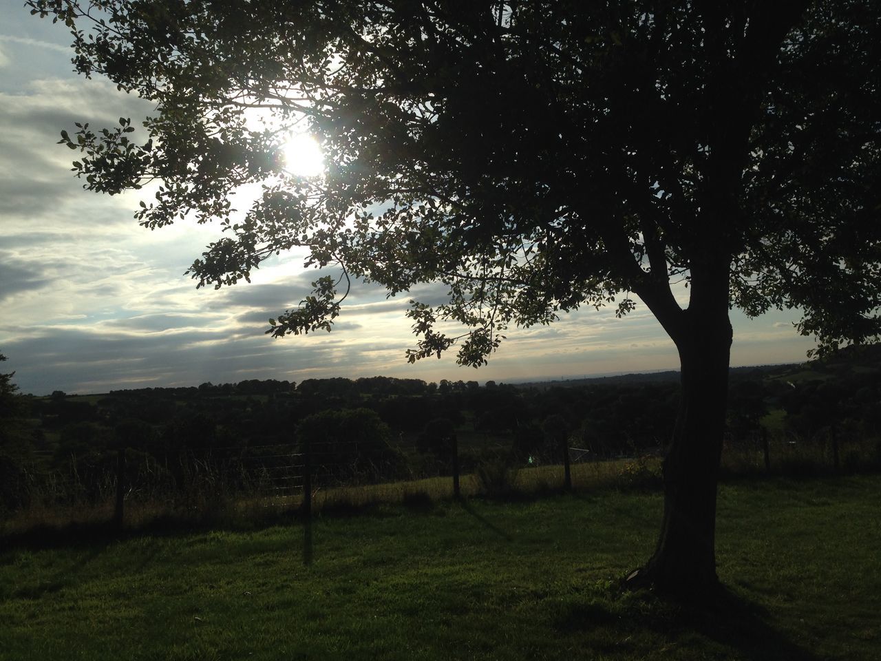 tree, tranquility, tranquil scene, landscape, scenics, beauty in nature, field, sky, nature, grass, growth, sunset, branch, non-urban scene, idyllic, sunlight, silhouette, sun, remote, tree trunk