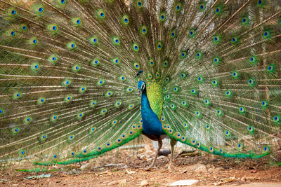 Peacock feathers against blue sky