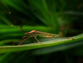 Close-up of insect on leaf