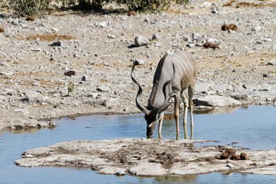 Full length of a drinking water