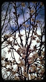 Low angle view of bare tree against sky