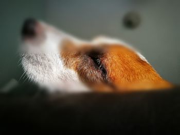 Close-up of dog