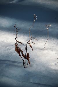 Dry plant on snow covered land against sky