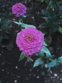 High angle view of pink flower blooming outdoors