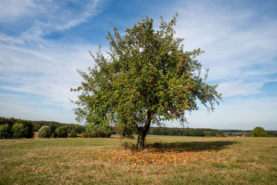 Apple tree on field against sky