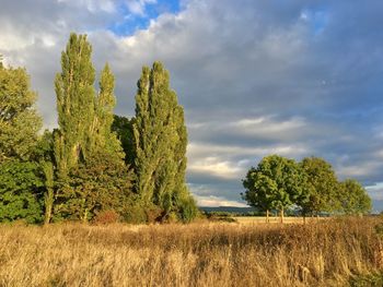 Trees on field against sky