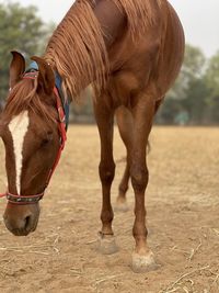 Close-up of horse on field