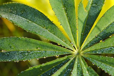 Close-up of wet leaves during rainy season