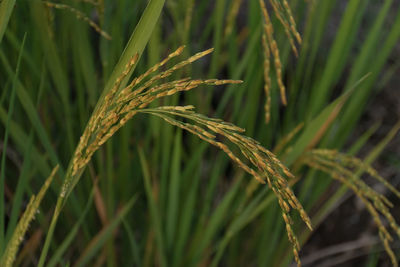 Close-up of crop rice growing on plantation field