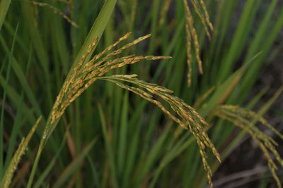 Close-up of crop growing on field