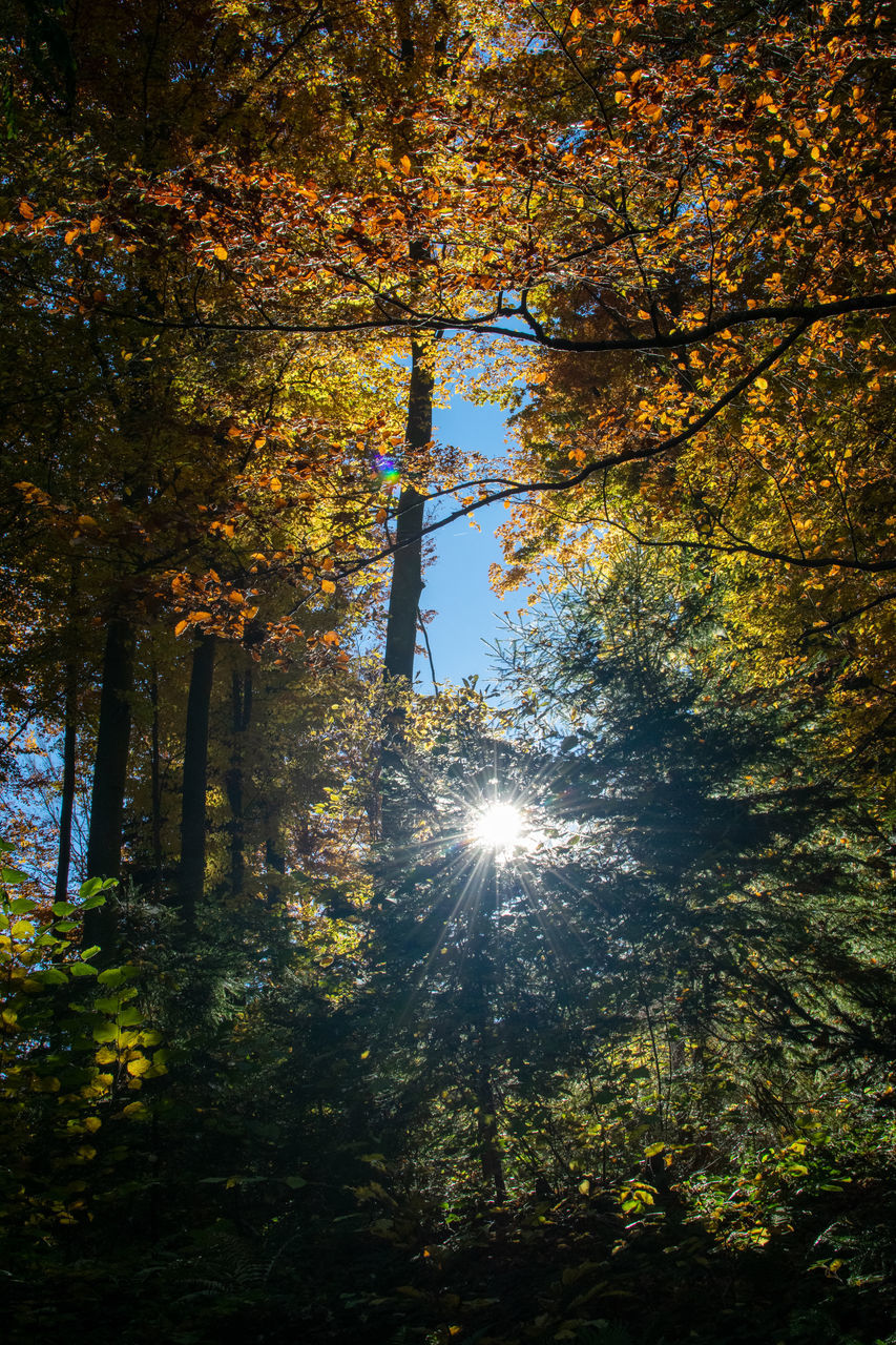 LOW ANGLE VIEW OF TREES IN AUTUMN