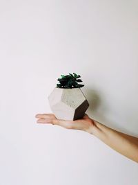 Cropped image of hand holding small against white background