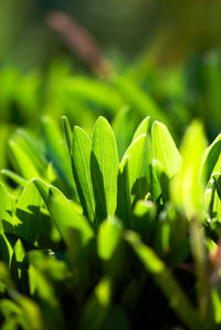 Close-up of fresh green leaves on field