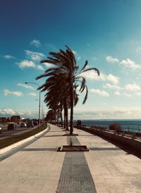 Palm trees on footpath by sea against sky